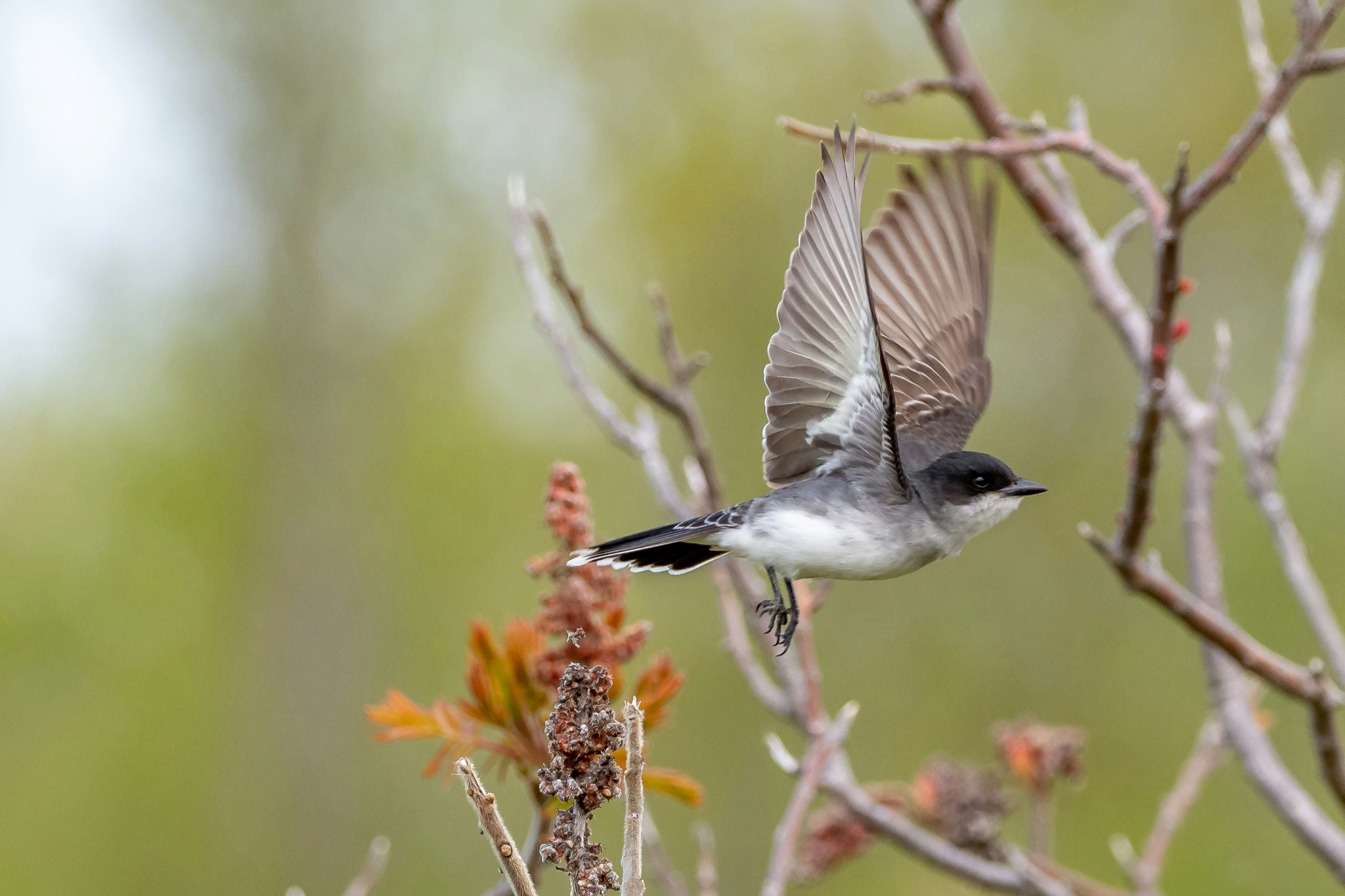 Bird watching excursion in Uganda